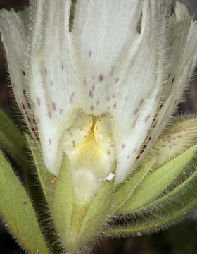 Image of <i>Mohavea confertiflora</i>