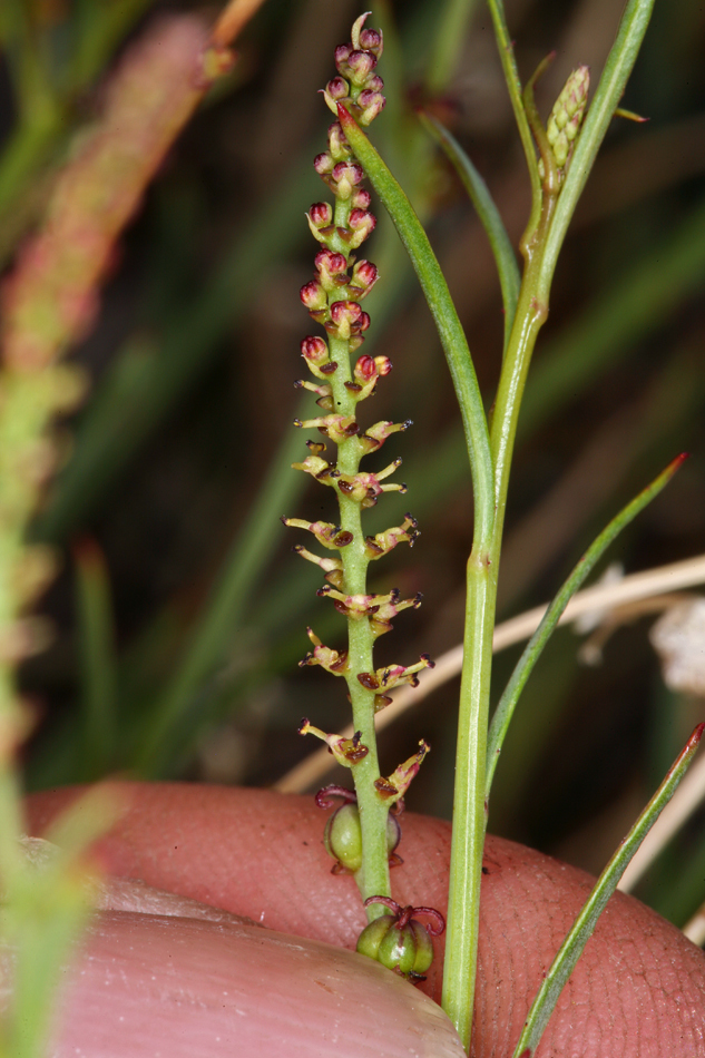 Stillingia linearifolia S. Watson resmi