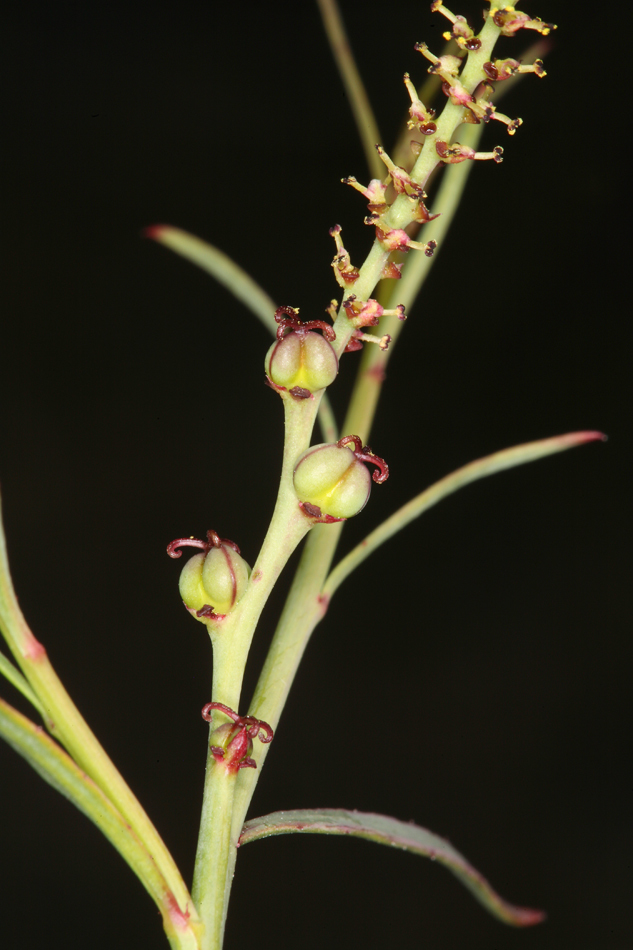 Stillingia linearifolia S. Watson resmi