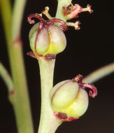 Stillingia linearifolia S. Watson resmi