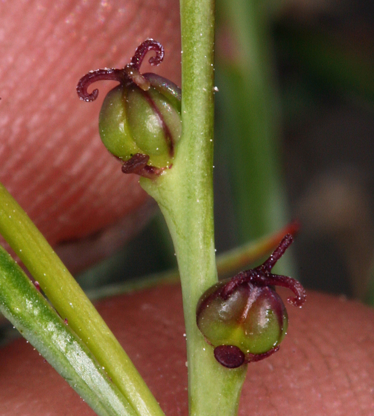 Stillingia linearifolia S. Watson resmi