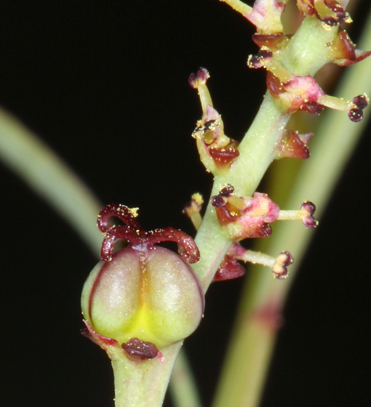 Stillingia linearifolia S. Watson resmi