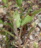 Image of Peirson's browneyes