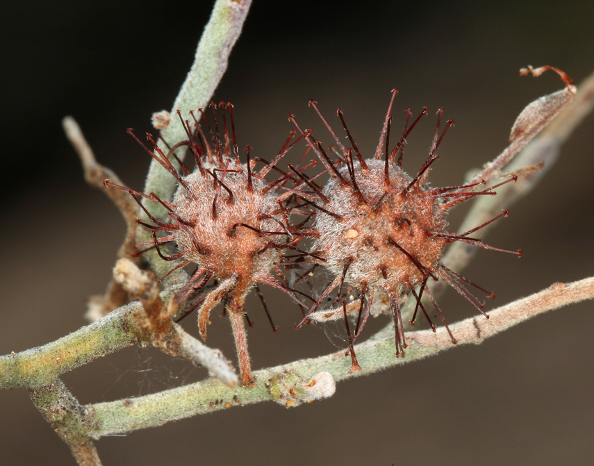 Image of <i>Krameria bicolor</i>