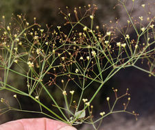 Image of Thomas' buckwheat