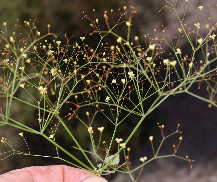 Image of Thomas' buckwheat