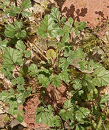 Sivun Erodium texanum A. Gray kuva