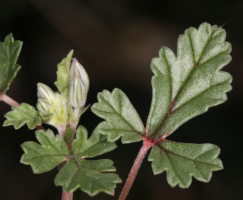 Sivun Erodium texanum A. Gray kuva