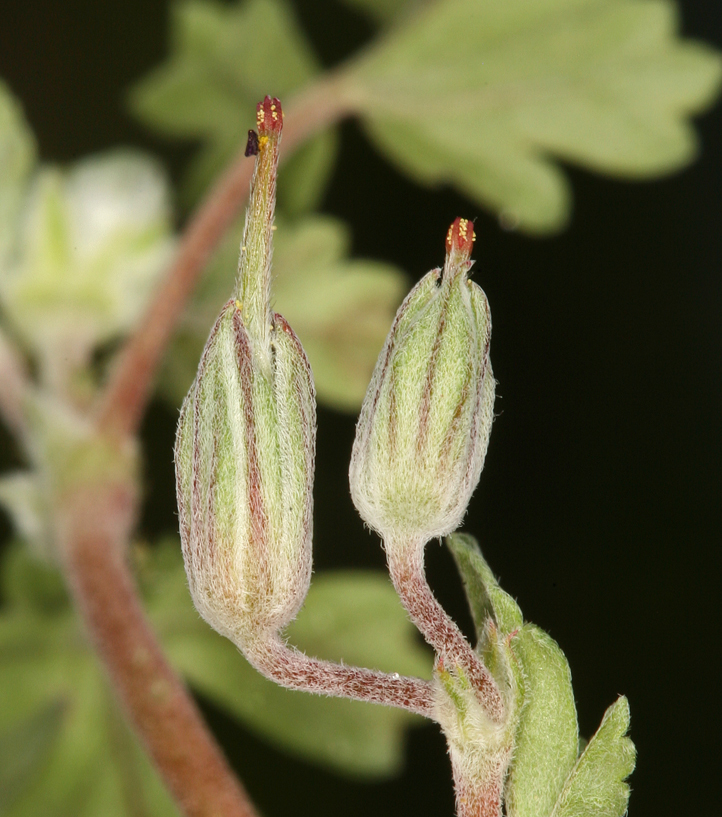 Sivun Erodium texanum A. Gray kuva