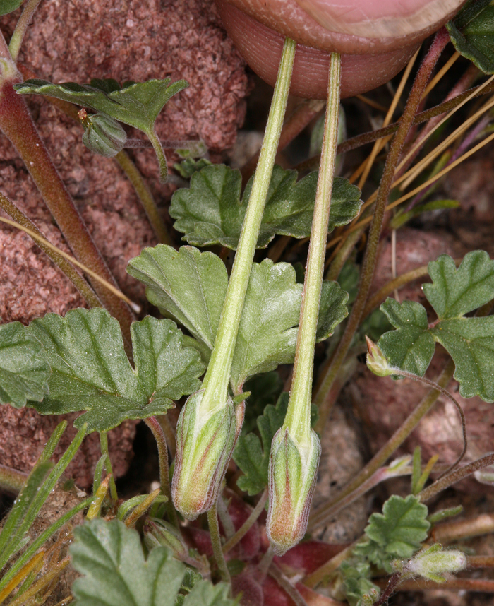 Sivun Erodium texanum A. Gray kuva