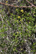 Sivun Encelia frutescens (A. Gray) A. Gray kuva