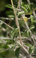 Sivun Encelia frutescens (A. Gray) A. Gray kuva