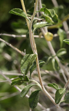 Imagem de Encelia frutescens (A. Gray) A. Gray