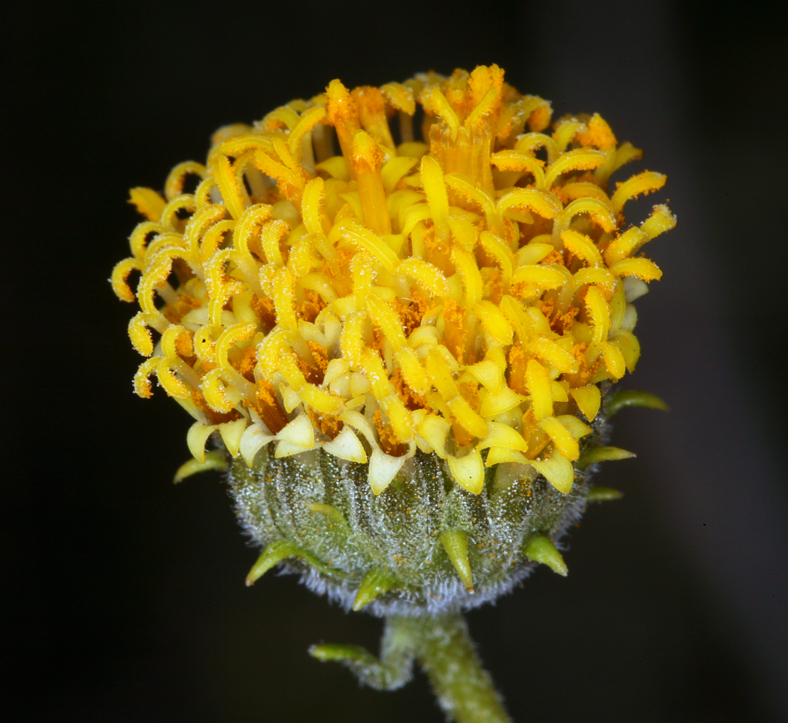 Sivun Encelia frutescens (A. Gray) A. Gray kuva