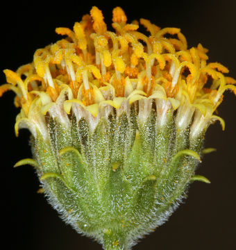 Sivun Encelia frutescens (A. Gray) A. Gray kuva