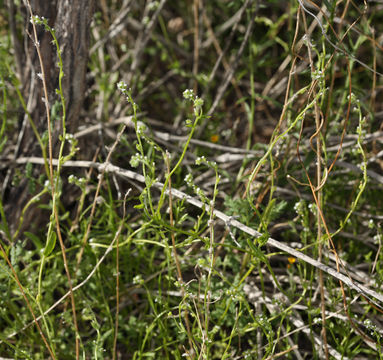 Plancia ëd Cryptantha dumetorum (Greene ex Gray) Greene