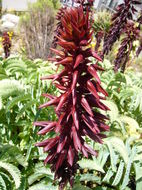 Image de Melianthus major L.