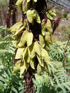 Image de Melianthus major L.