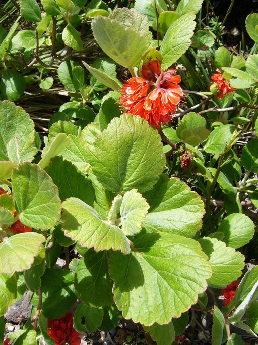 Image of Natal bottlebrush