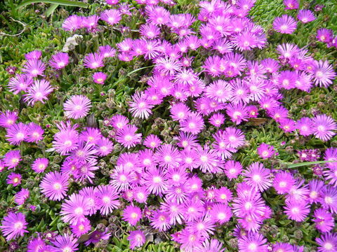 Image of Delosperma lavisiae L. Bol.