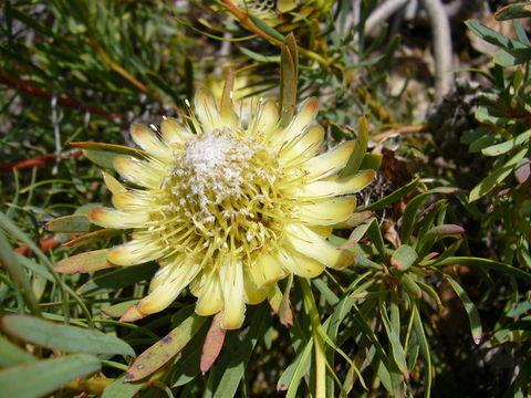 Plancia ëd Protea scolymocephala (L.) Reich.