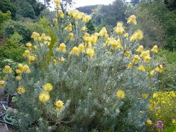 Sivun Leucospermum reflexum Buek ex Meissn. kuva