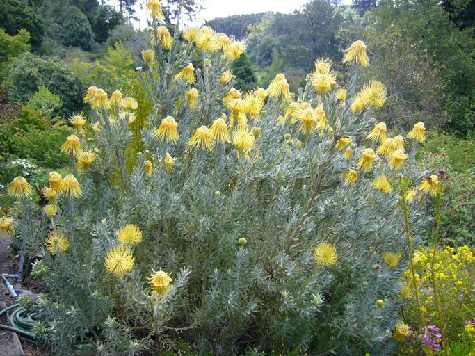 Image of Rocket pincushion