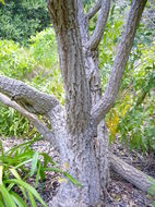 Image of Common Cabbage Tree