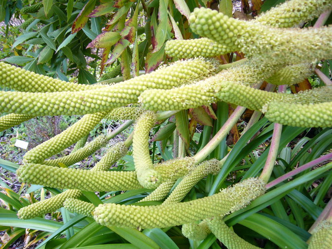 Image of Common Cabbage Tree