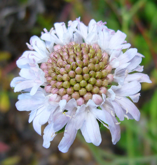 صورة Scabiosa africana L.