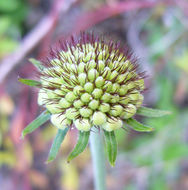 صورة Scabiosa africana L.