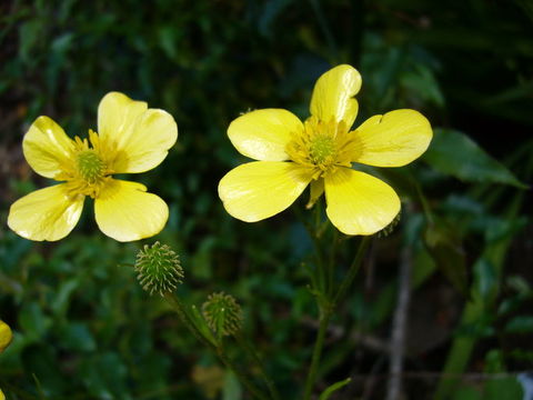 Ranunculus cortusifolius Willd.的圖片