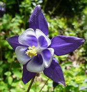 Aquilegia glandulosa Fisch.的圖片