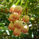 Imagem de Enkianthus chinensis Franch.