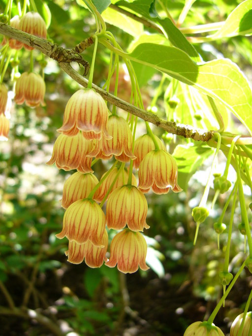 Image of Enkianthus chinensis Franch.
