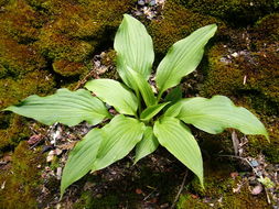 Image of <i>Hosta kikutii</i> var. <i>caput-avis</i>