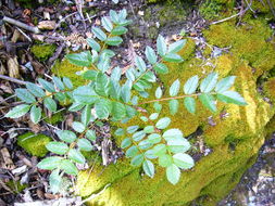 Image of Sorbus reducta Diels