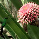 Imagem de Aechmea multiflora L. B. Sm.