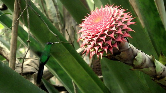 Image of Aechmea multiflora L. B. Sm.