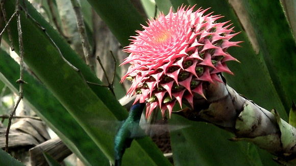 Image of Aechmea multiflora L. B. Sm.