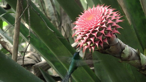 Image of Aechmea multiflora L. B. Sm.