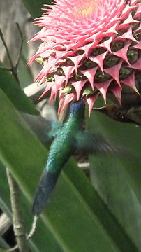 Image of Aechmea multiflora L. B. Sm.