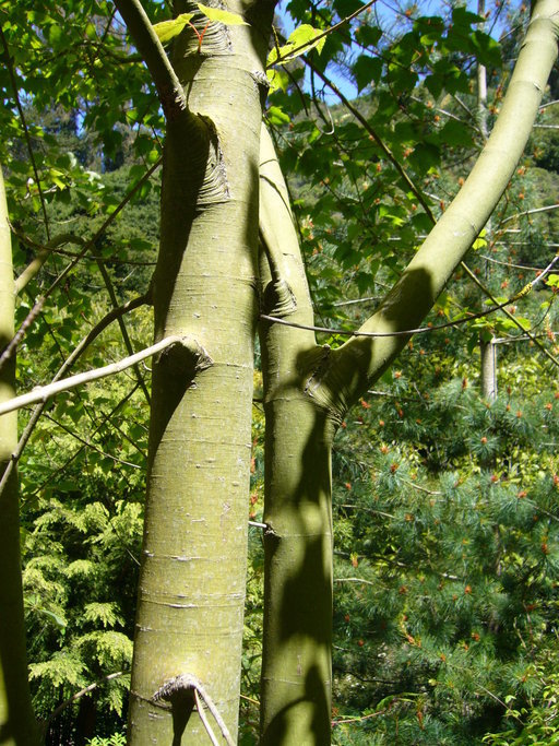 Image of <i>Acer stachyophyllum</i> ssp. <i>betulifolium</i>