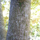 Image of Acer cappadocicum subsp. sinicum (Rehd.) Hand.-Mazz.