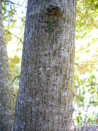 Image of Acer cappadocicum subsp. sinicum (Rehd.) Hand.-Mazz.