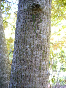 Image of Acer cappadocicum subsp. sinicum (Rehd.) Hand.-Mazz.