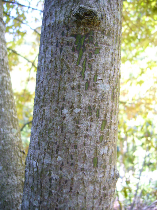 Sivun Acer cappadocicum subsp. sinicum (Rehd.) Hand.-Mazz. kuva