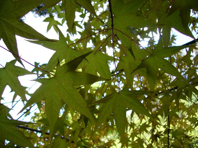 Image de Acer cappadocicum subsp. sinicum (Rehd.) Hand.-Mazz.