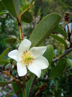 Image de Magnolia laevifolia (Y. W. Law & Y. F. Wu) Noot.