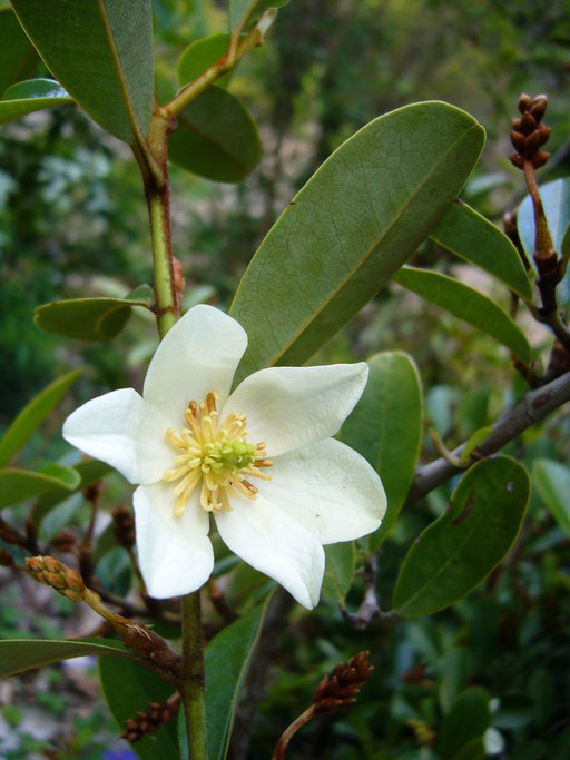 Image of Magnolia laevifolia (Y. W. Law & Y. F. Wu) Noot.